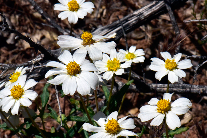 Melampodium leucanthum, Plains Blackfoot Daisy